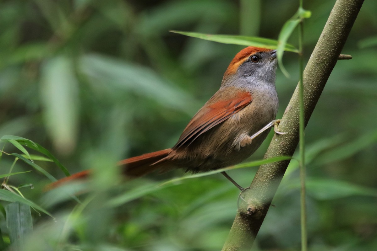 Rufous-capped Spinetail - ML618962621