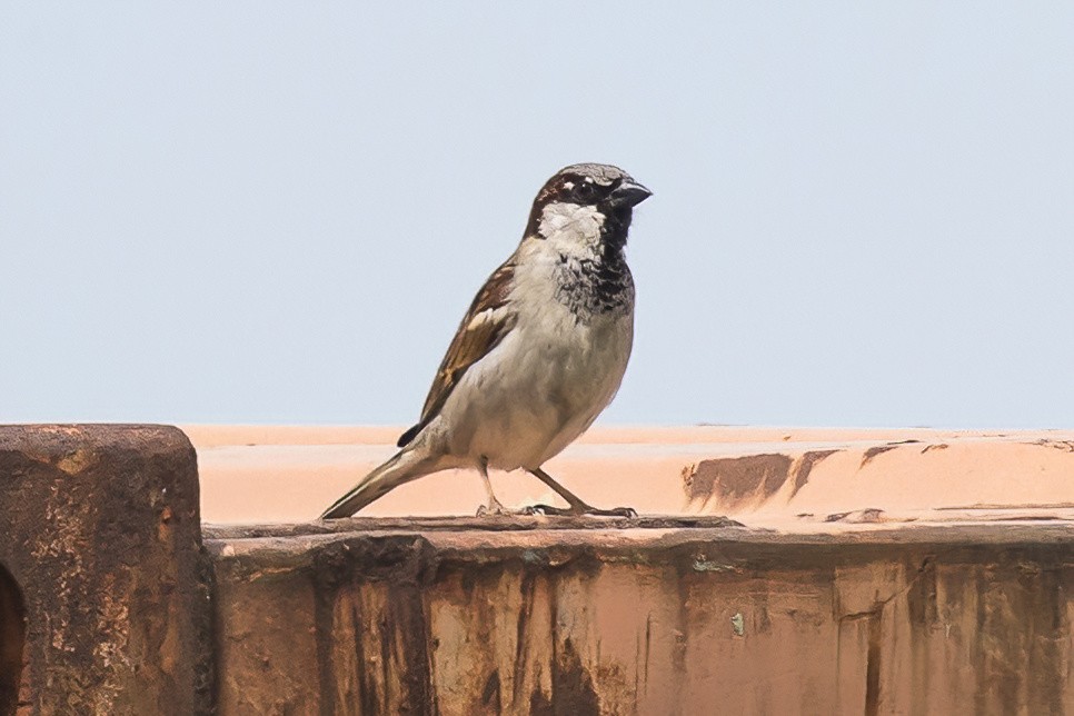 House Sparrow - Barry Lyons