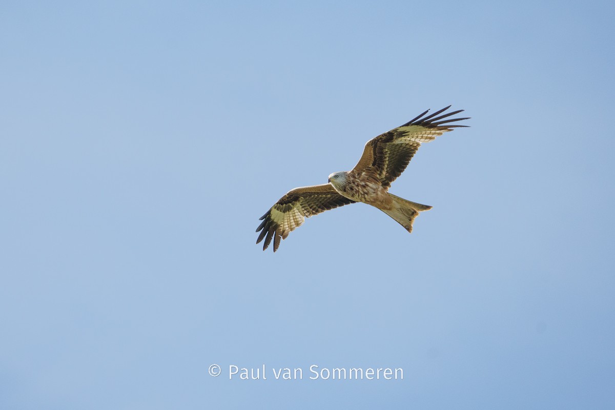Red Kite - Paul van Sommeren