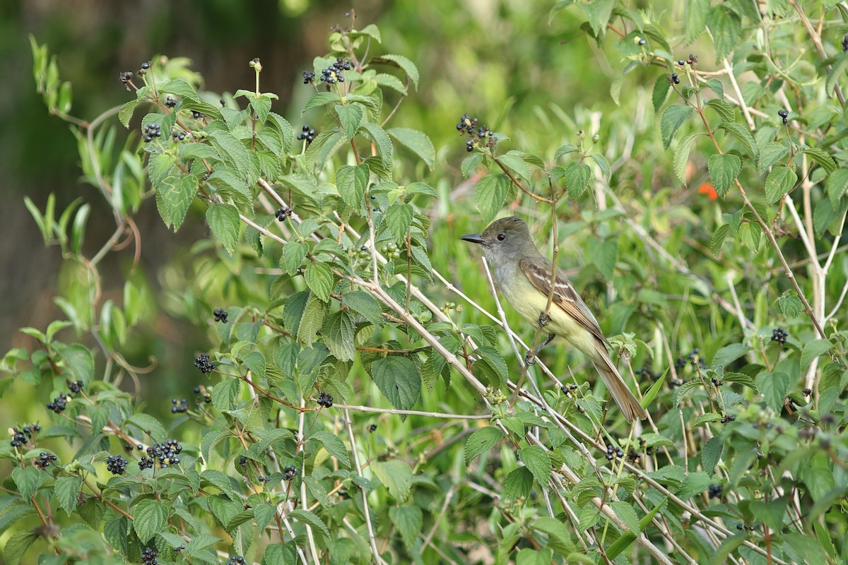 Great Crested Flycatcher - ML618962676