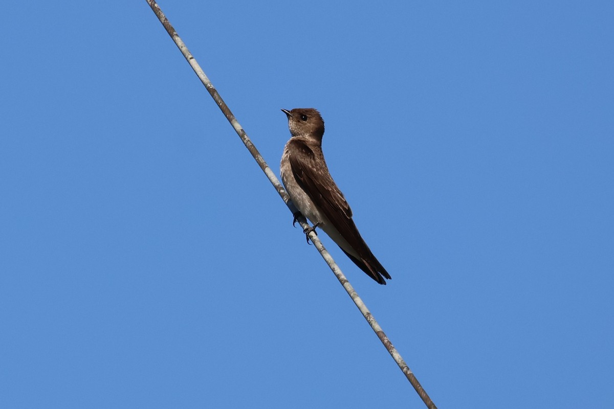 Northern Rough-winged Swallow - ML618962693