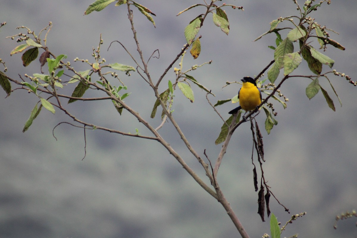 Blue-winged Mountain Tanager - ML618962700