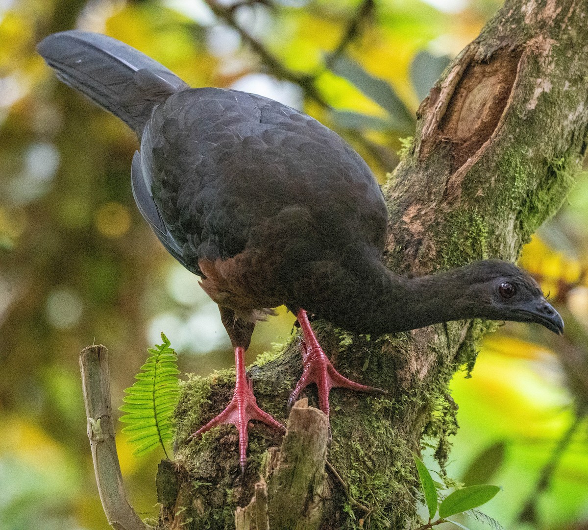 Sickle-winged Guan - ML618962701