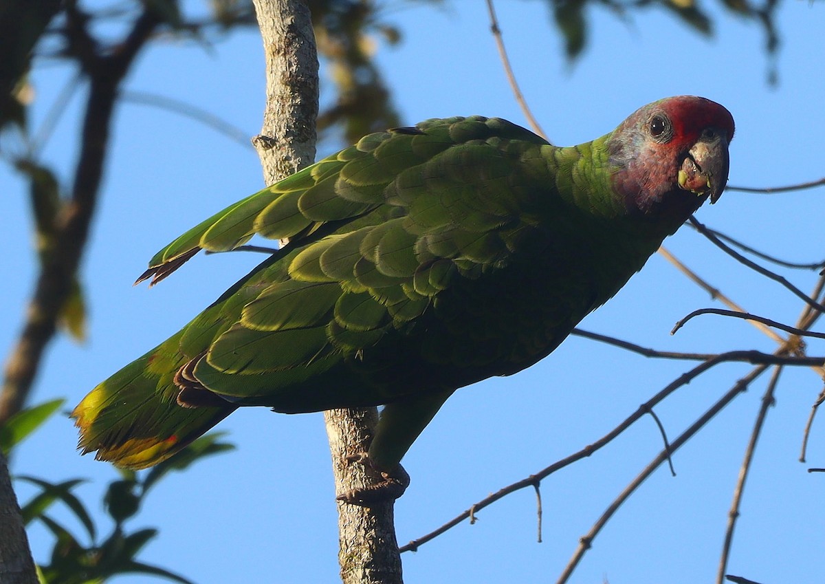 Red-tailed Parrot - ML618962703