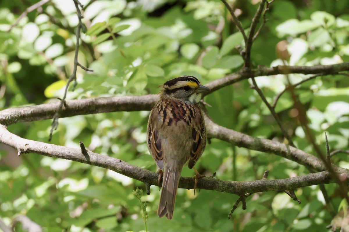 White-throated Sparrow - Robert Linfield