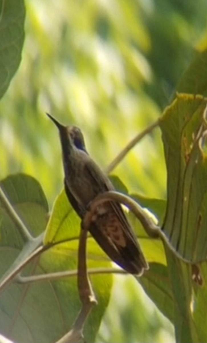 kolibřík fialovouchý - ML618962709