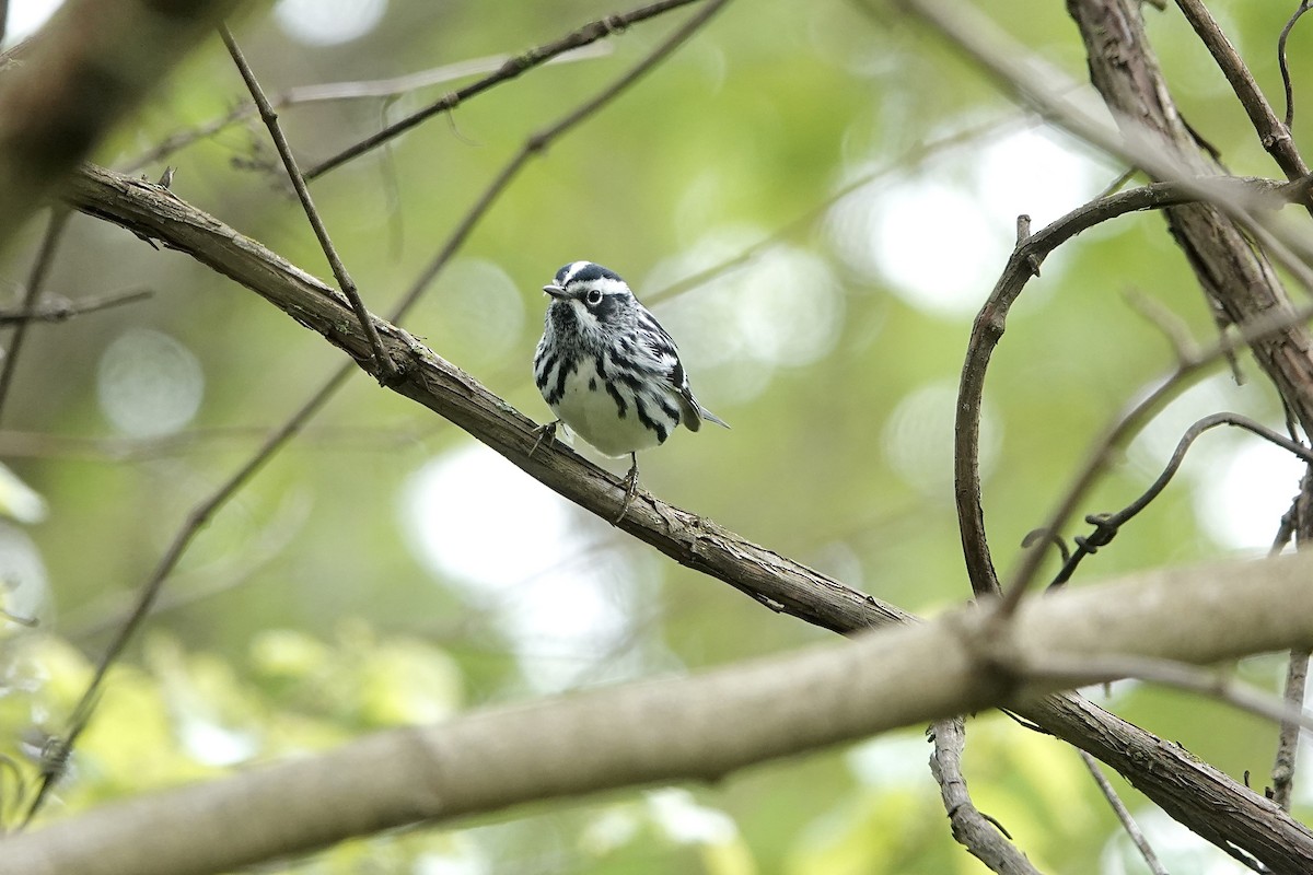 Black-and-white Warbler - ML618962724