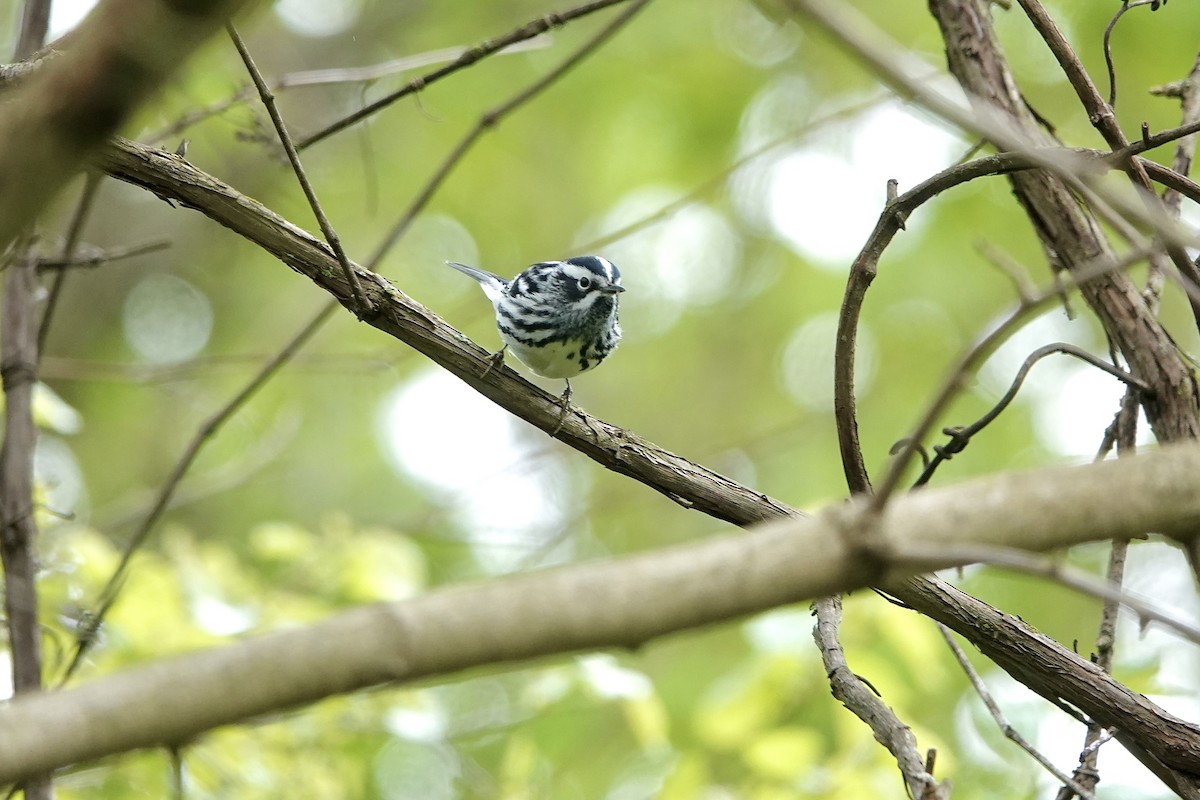 Black-and-white Warbler - ML618962725