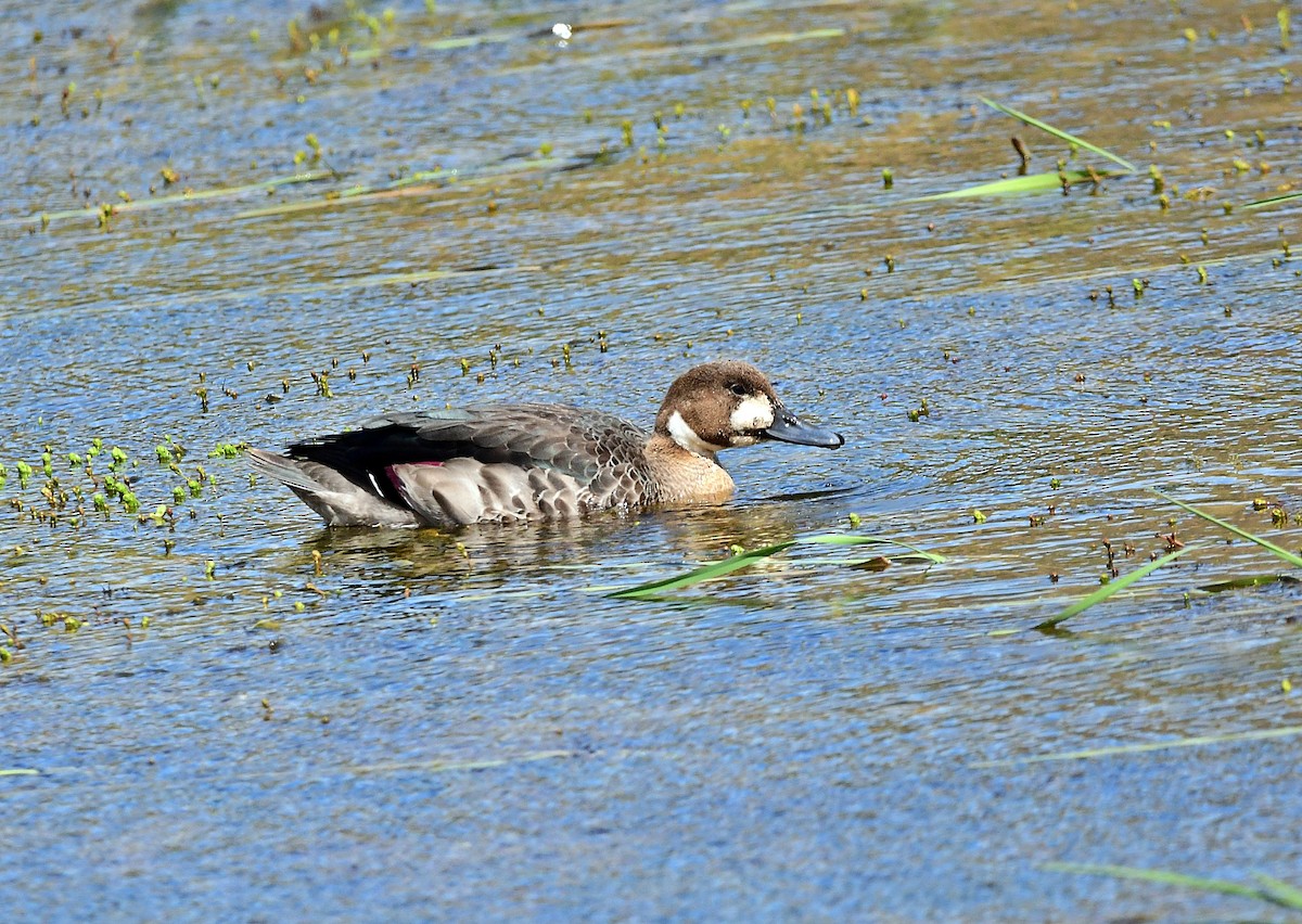 Spectacled Duck - ML618962731