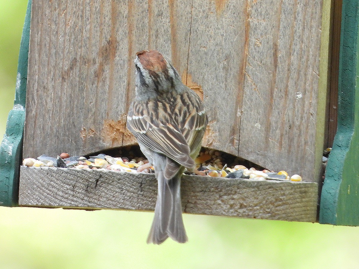 Chipping Sparrow - ML618962745