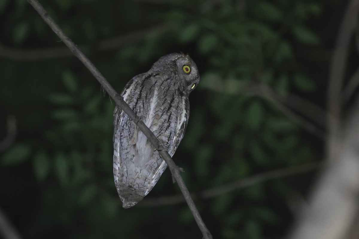 Eurasian Scops-Owl - ML618962747