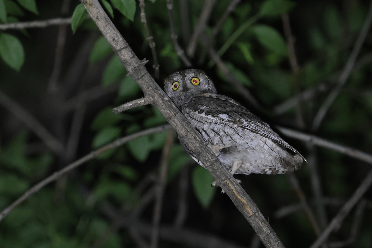 Eurasian Scops-Owl - Charley Hesse TROPICAL BIRDING