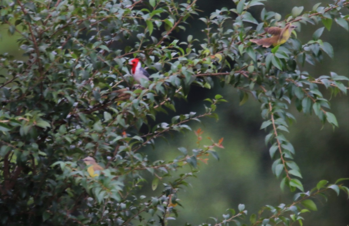 Red-crested Cardinal - ML618962754