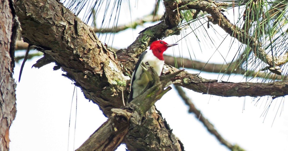 Red-headed Woodpecker - Michael Oliver
