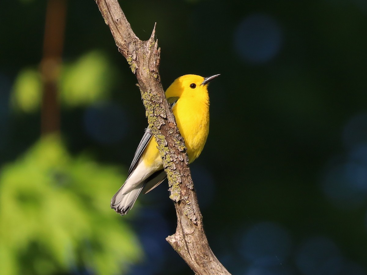 Prothonotary Warbler - ML618962788