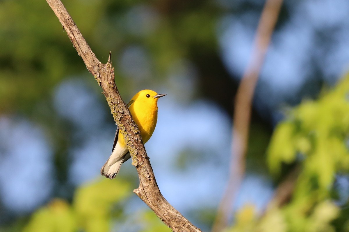 Prothonotary Warbler - ML618962789