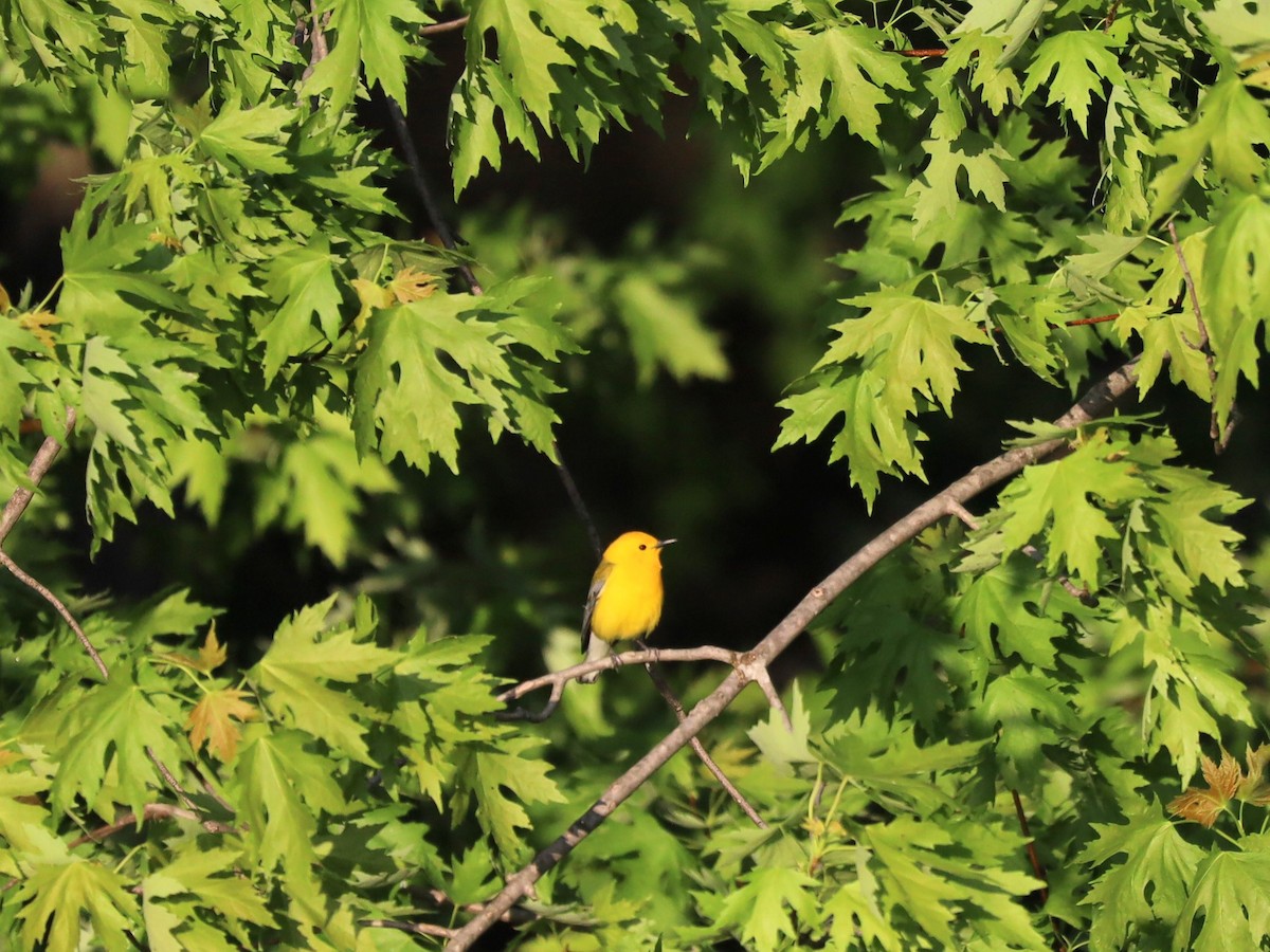 Prothonotary Warbler - ML618962790