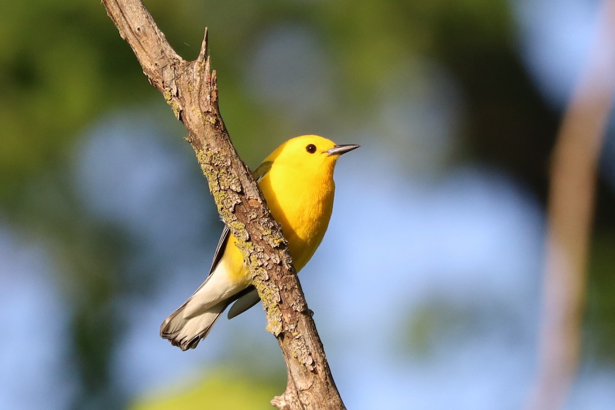 Prothonotary Warbler - ML618962791