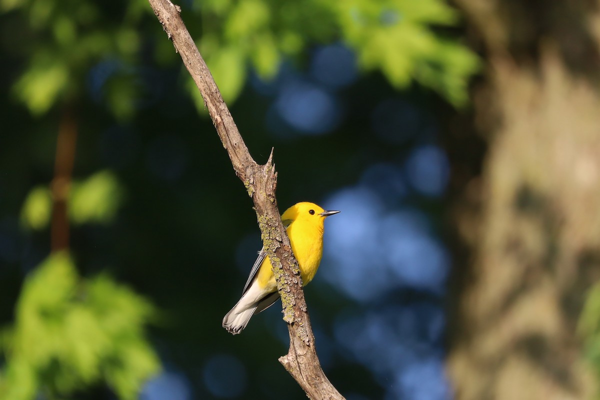 Prothonotary Warbler - ML618962795