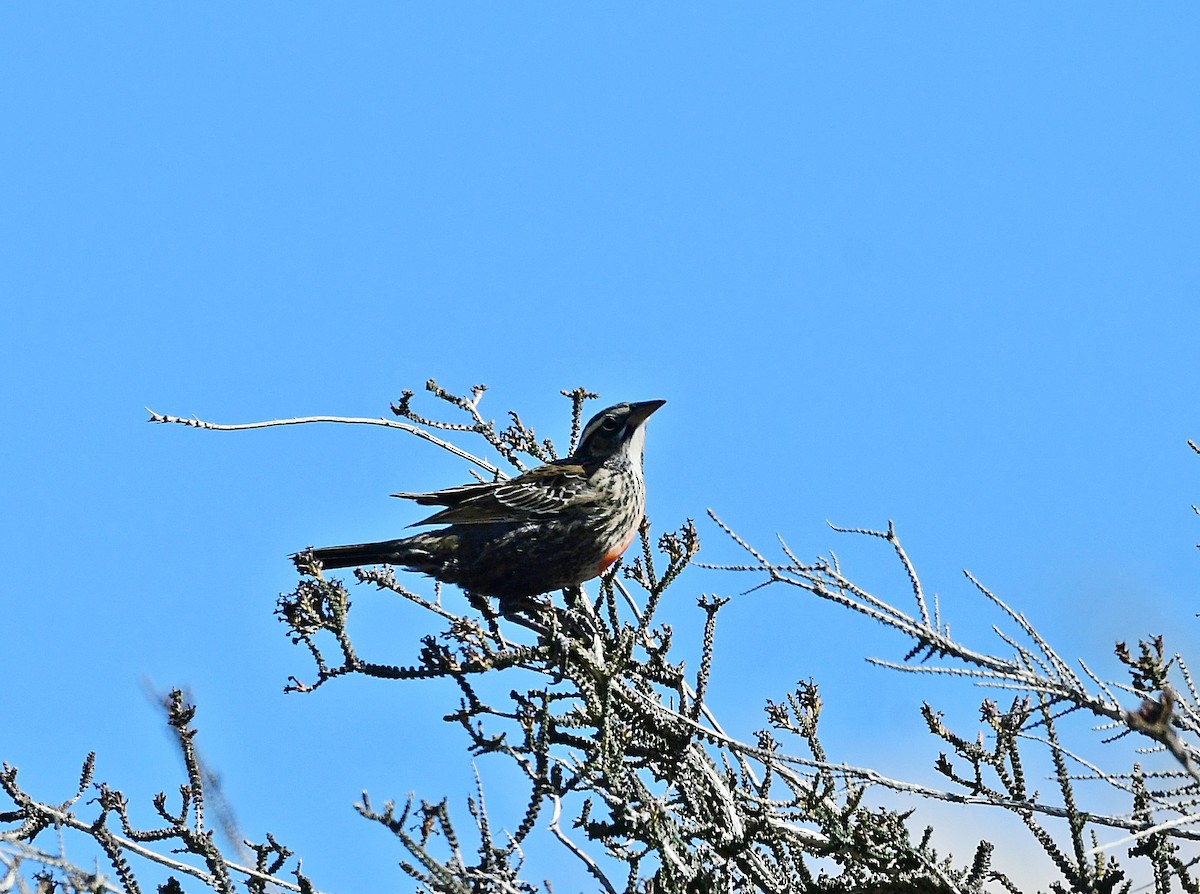 Long-tailed Meadowlark - ML618962798