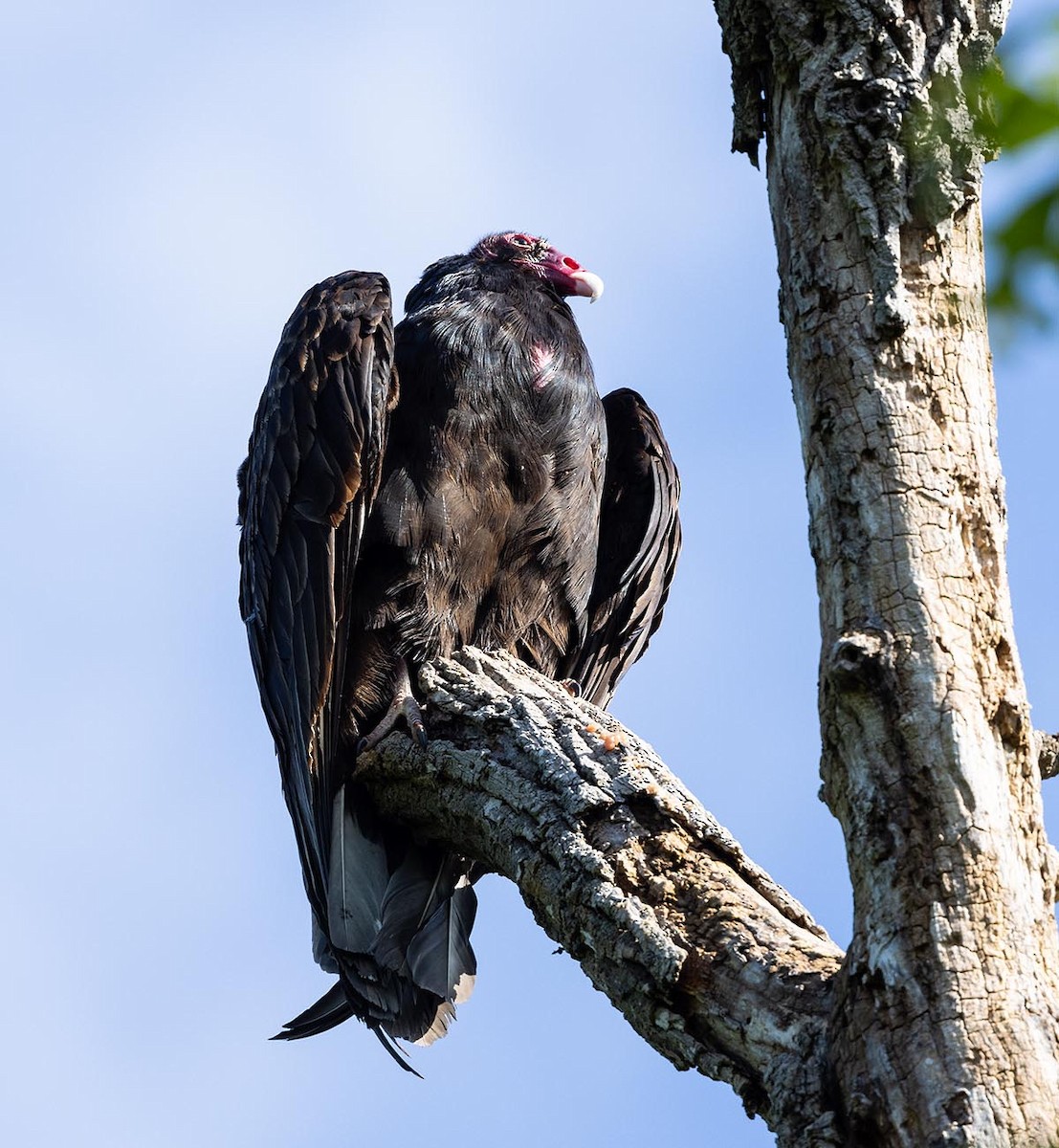 Turkey Vulture - Janis Stone