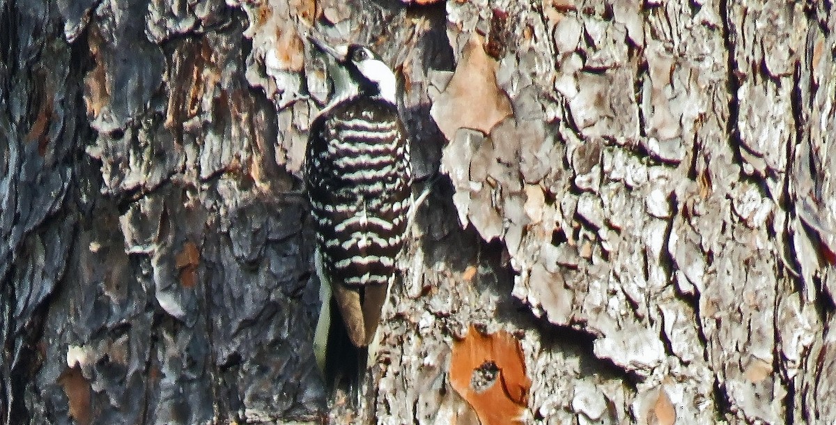 Red-cockaded Woodpecker - ML618962811