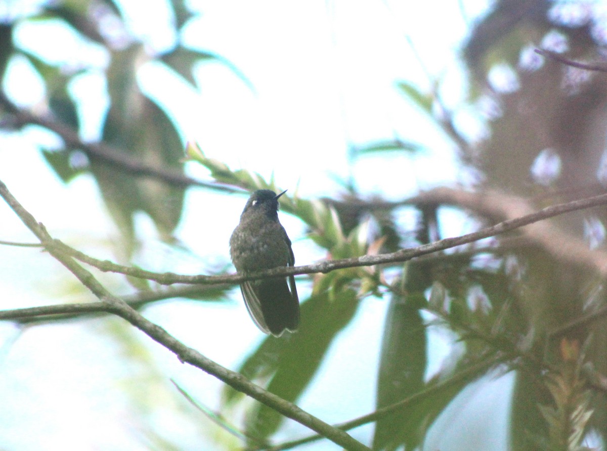 Violet-headed Hummingbird - ML618962816