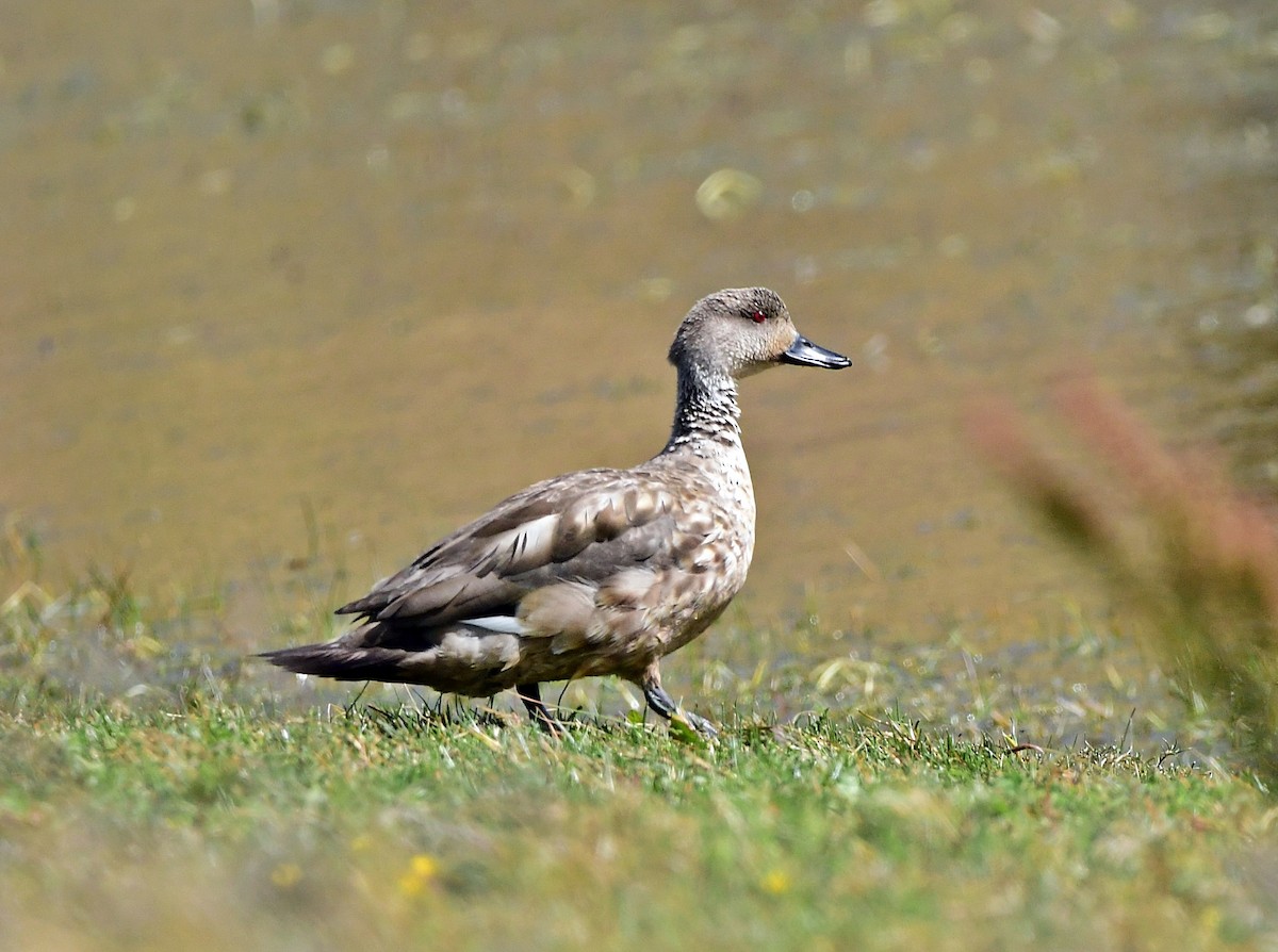 Crested Duck - ML618962825