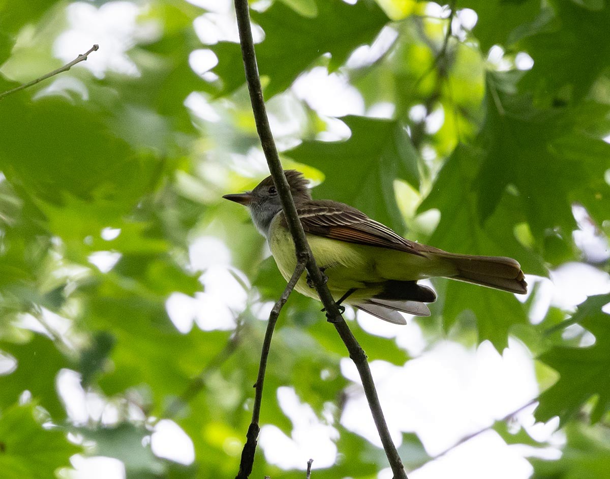 Great Crested Flycatcher - ML618962827