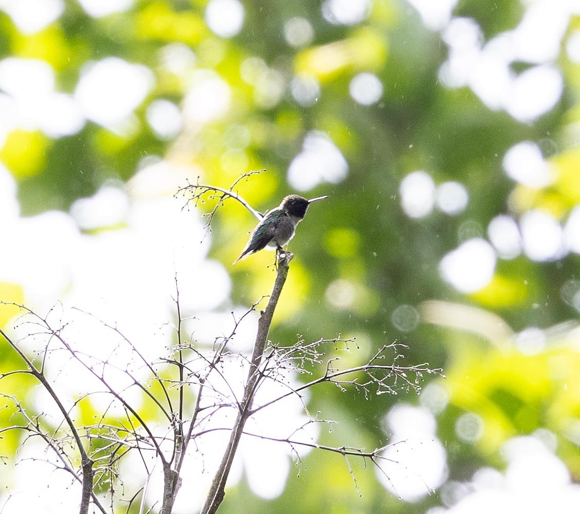 Ruby-throated Hummingbird - Janis Stone