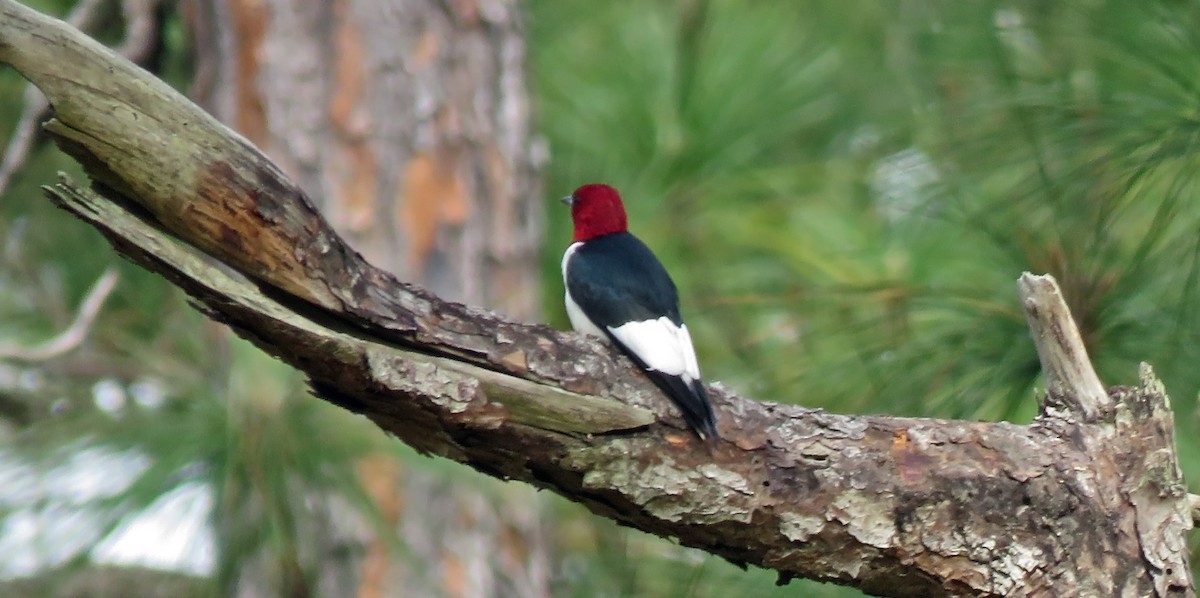 Red-headed Woodpecker - ML618962833