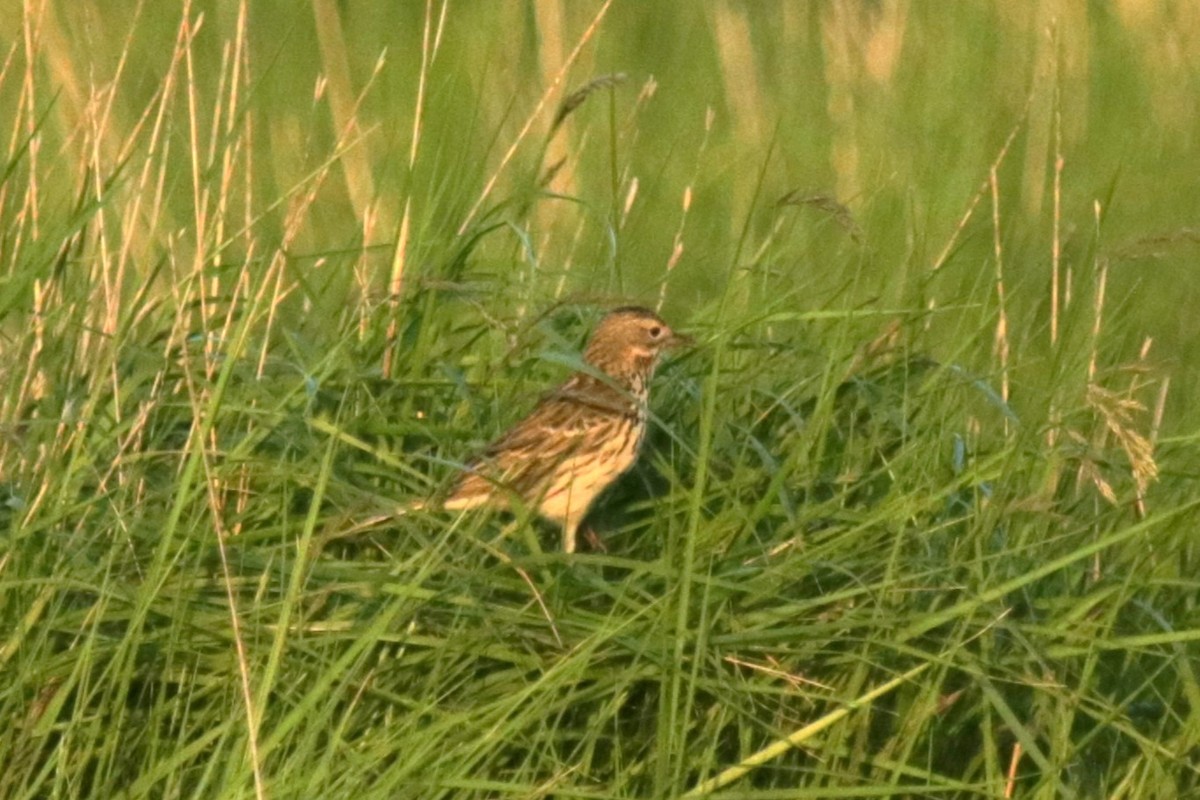 Meadow Pipit - ML618962846