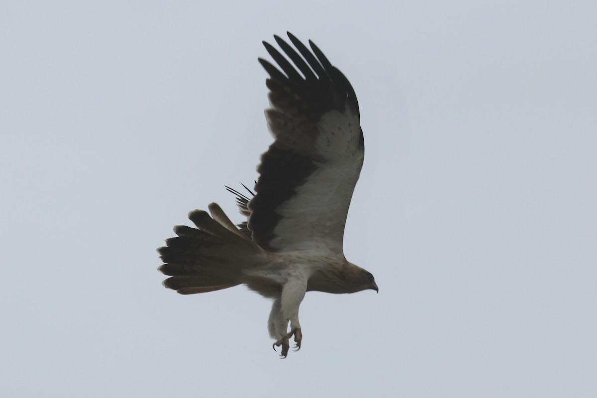Booted Eagle - Charley Hesse TROPICAL BIRDING