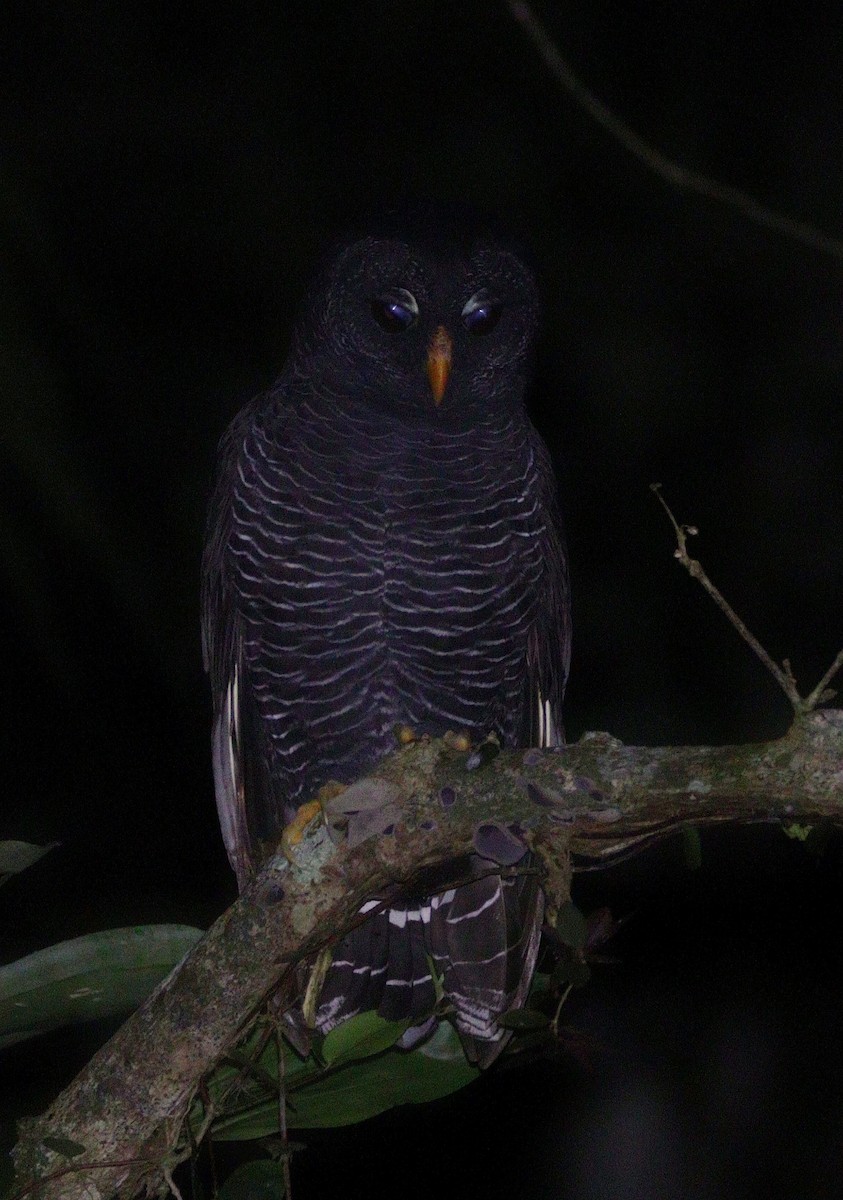 Black-banded Owl - ML618962882