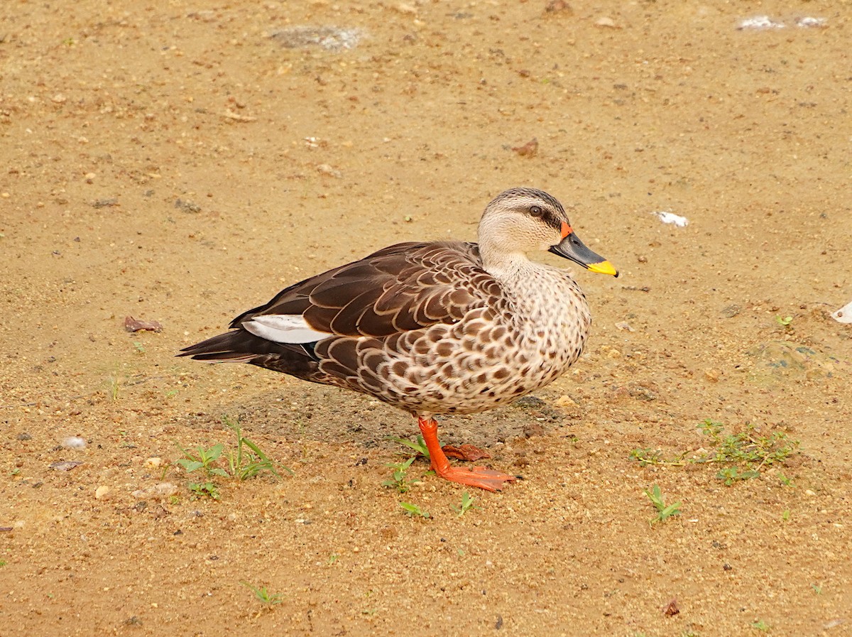 Indian Spot-billed Duck - ML618962883