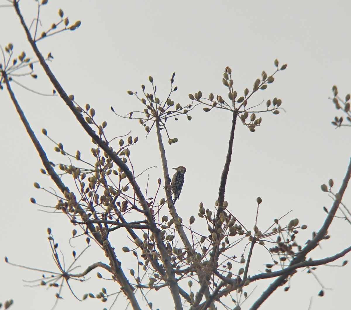 Yellow-crowned Woodpecker - Anish Ambaliya