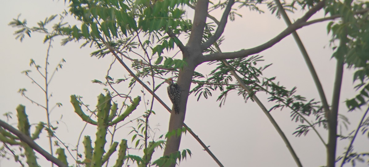 Yellow-crowned Woodpecker - ML618962906