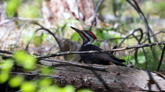 Pileated Woodpecker - ML618962911