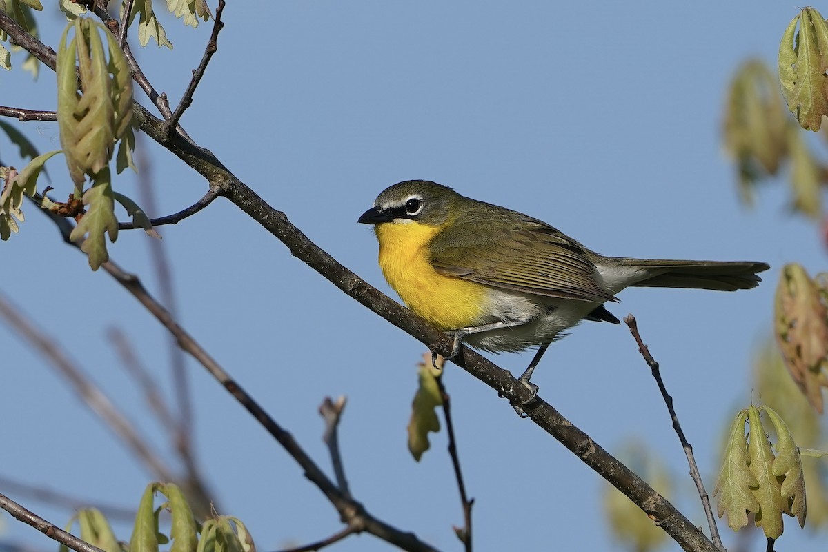 Yellow-breasted Chat - ML618962915