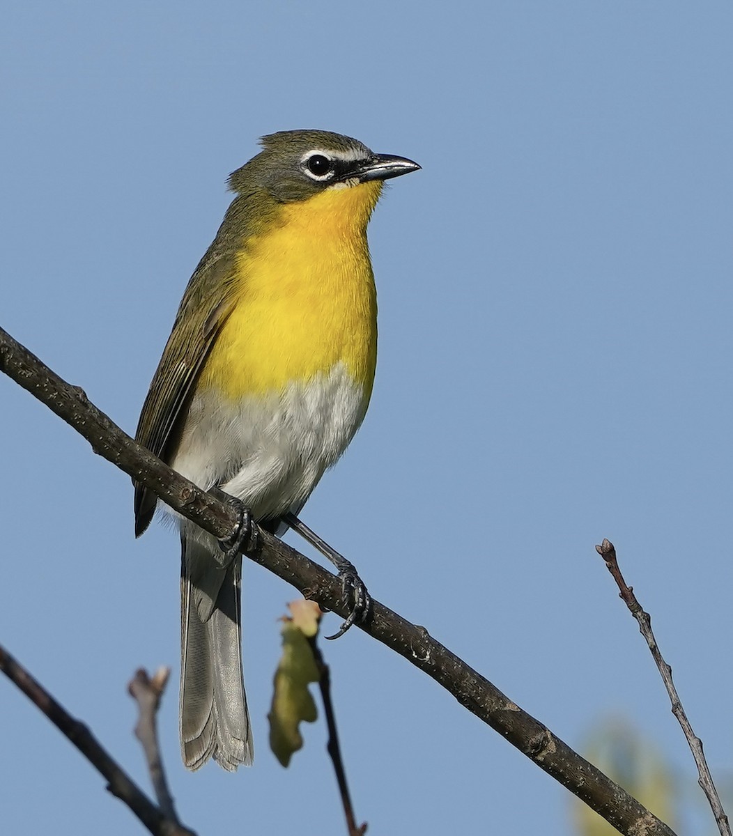 Yellow-breasted Chat - ML618962923