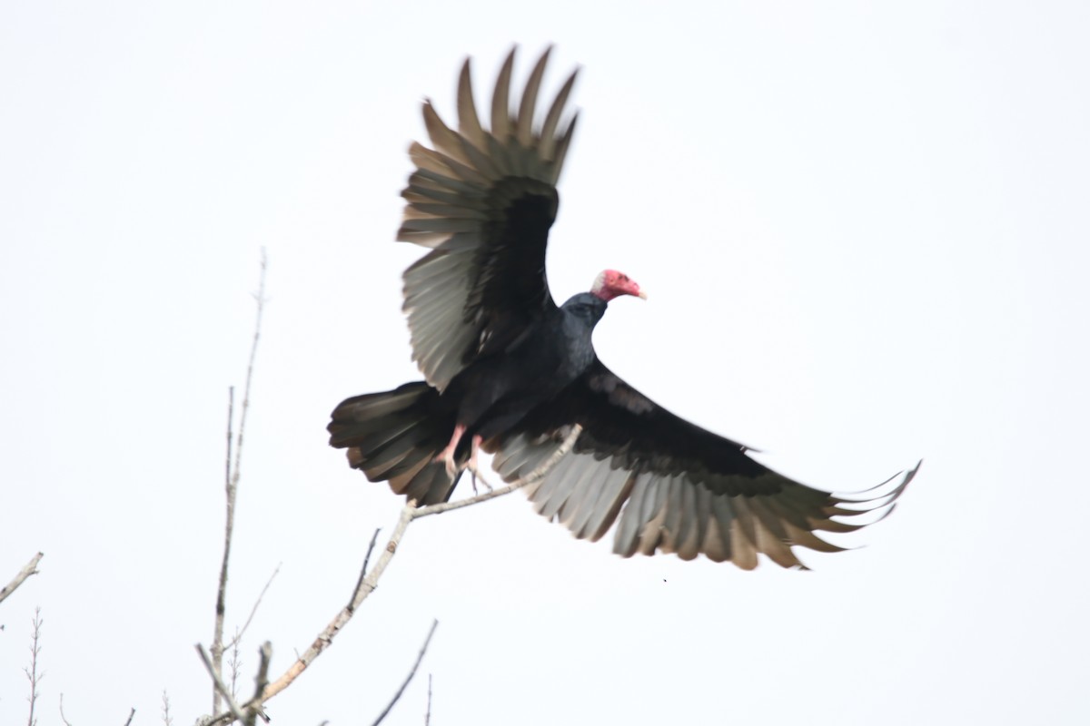 Turkey Vulture - Haydee Cabassi