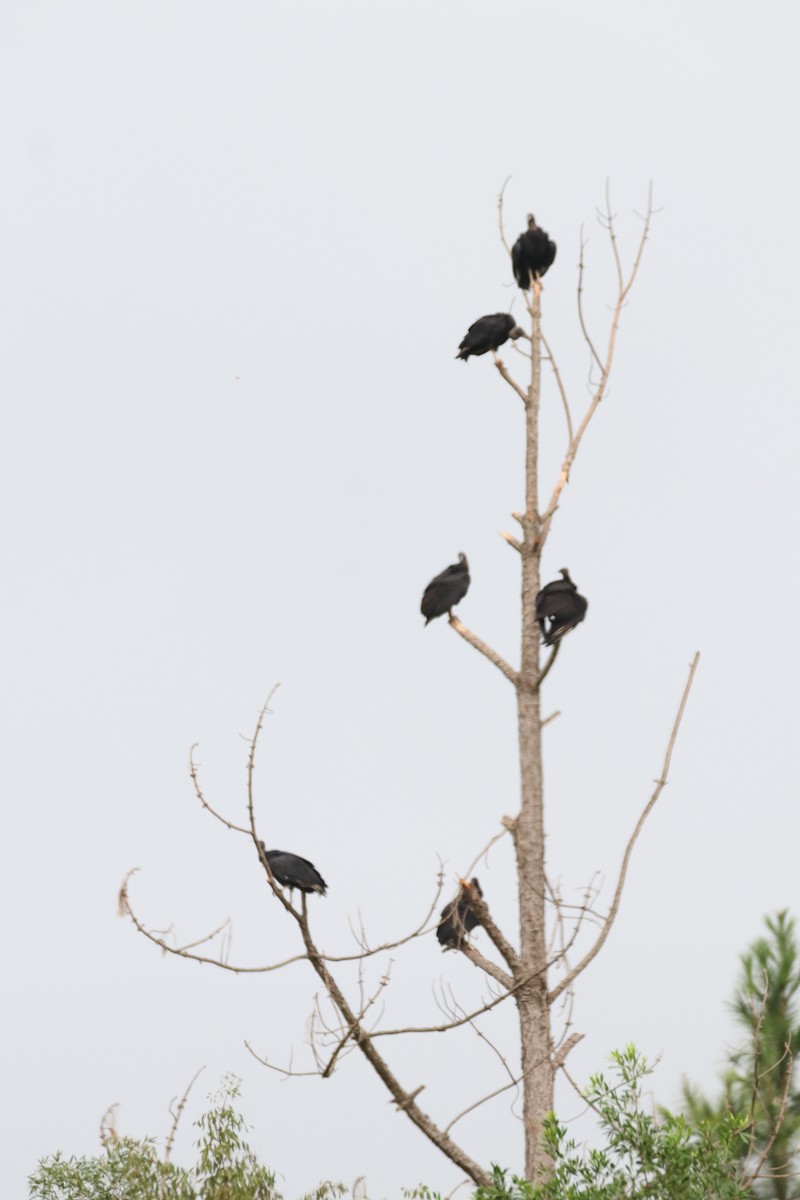 Black Vulture - Haydee Cabassi