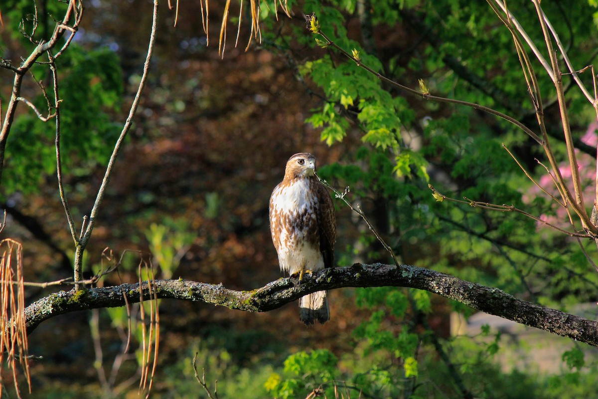 Red-tailed Hawk - ML618962971