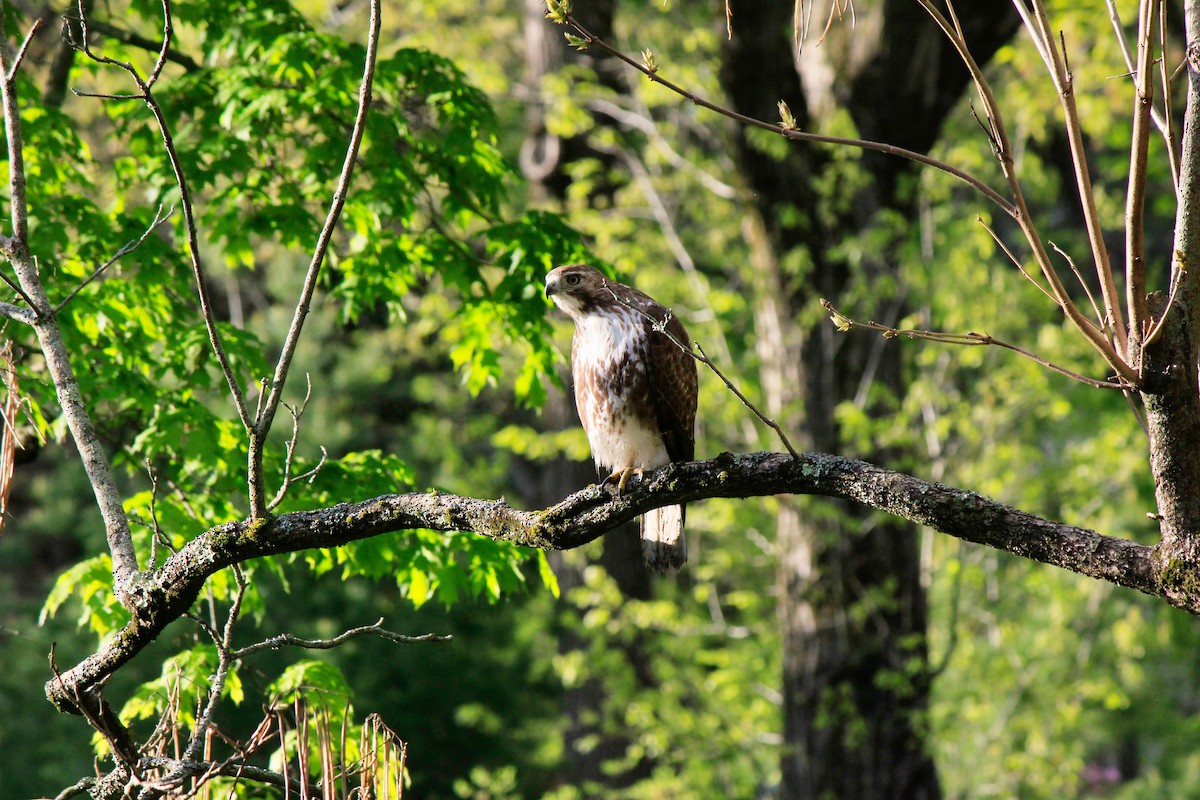Red-tailed Hawk - ML618962972