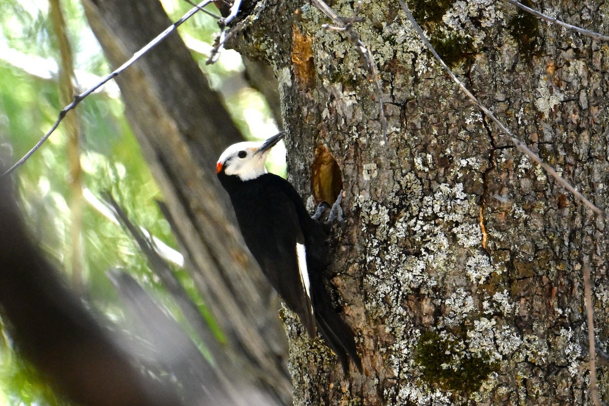White-headed Woodpecker - ML618962983