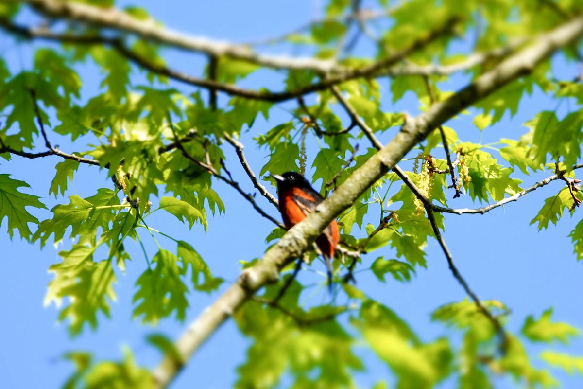Orchard Oriole - ML618962990