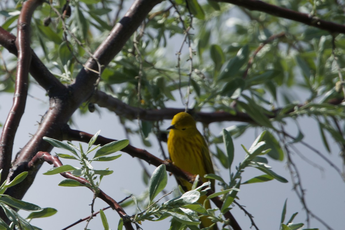 Yellow Warbler (Northern) - Deanna McLaughlin