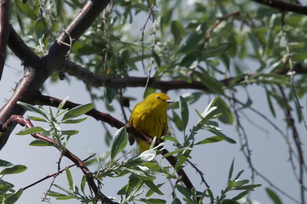 Yellow Warbler (Northern) - ML618963004