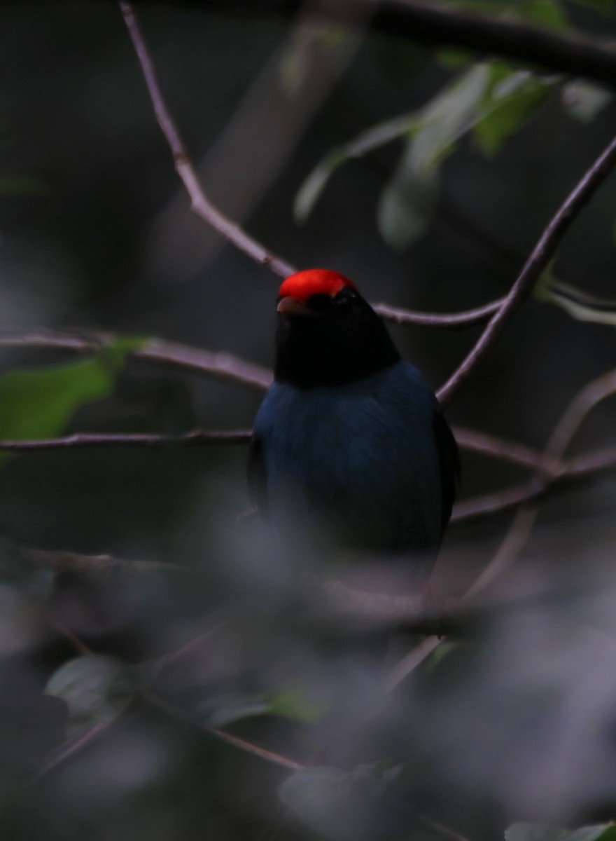 Swallow-tailed Manakin - ML618963035