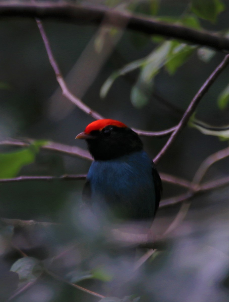 Swallow-tailed Manakin - Haydee Cabassi